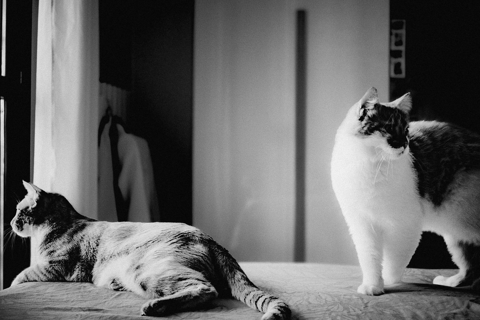 Due gatti sul letto: uno sdraiato, l'altro guarda in alto