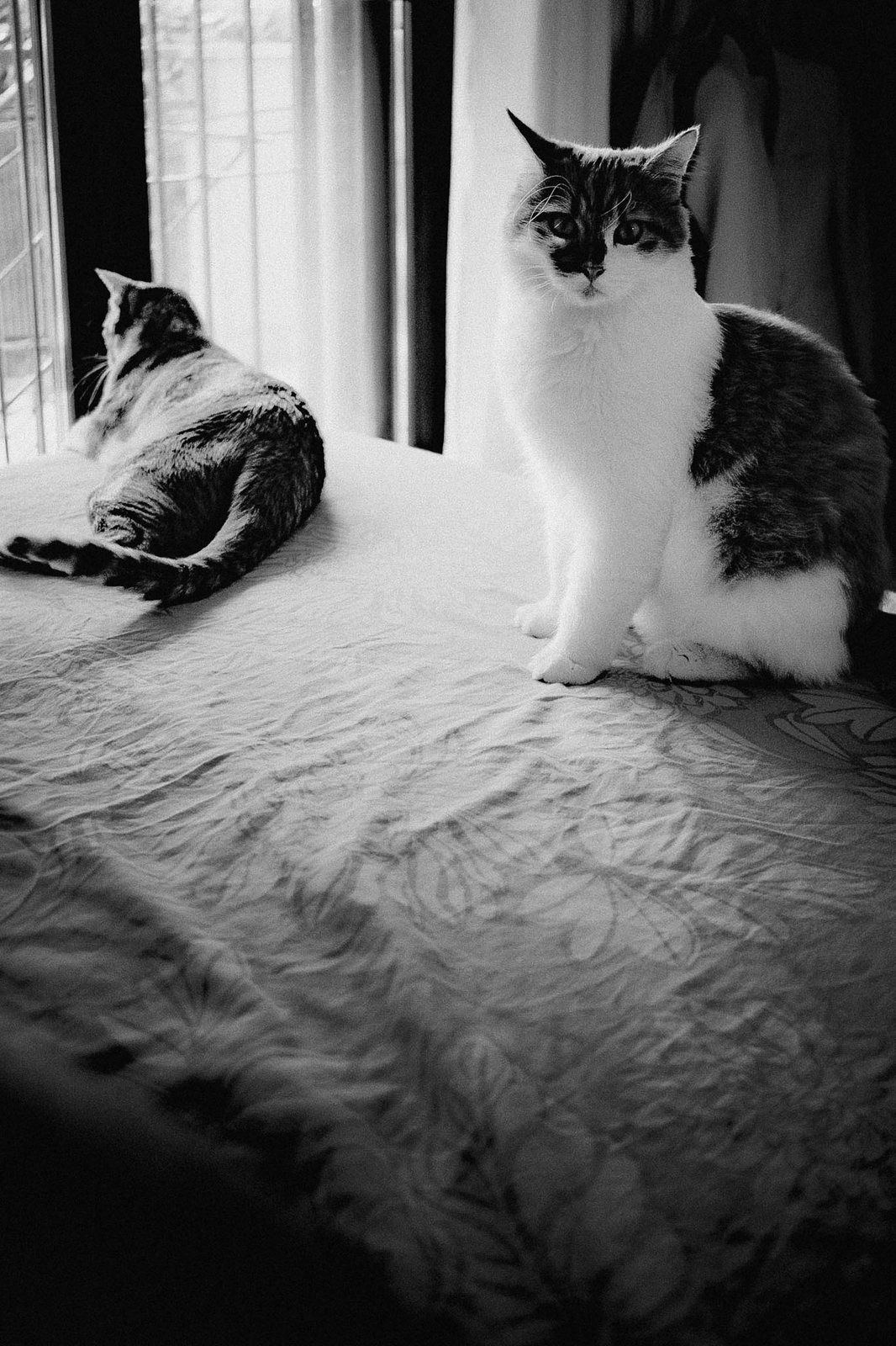 Due gatti sul letto, uno seduto che guarda l'obiettivo