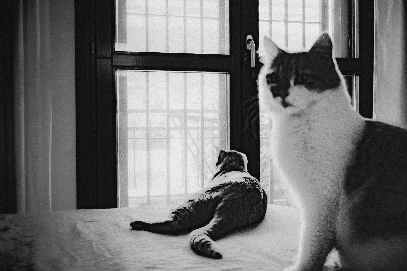 Un gatto seduto e un altro sdraiato davanti alla finestra