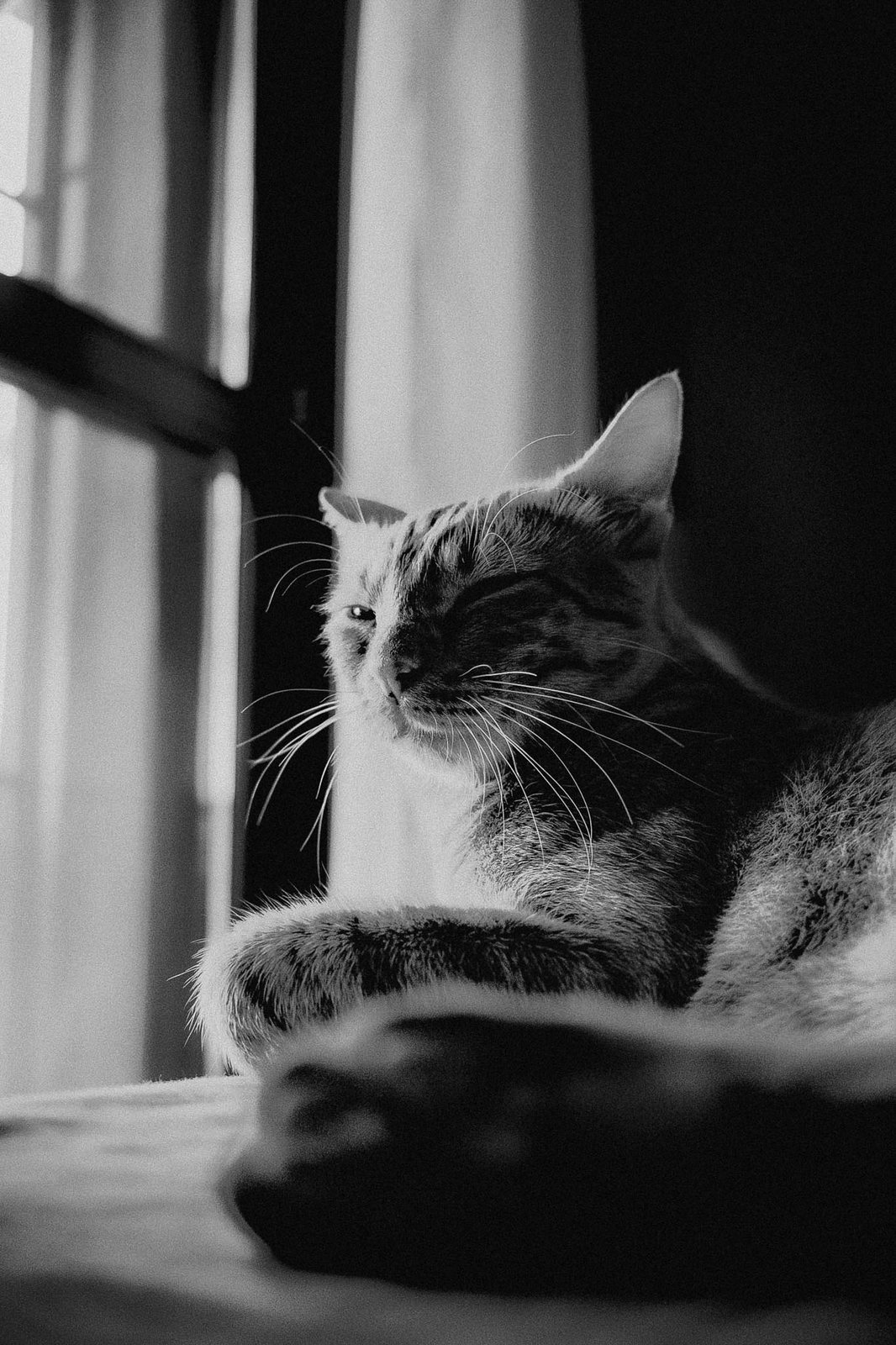Un gatto con gli occhi socchiusi al sole