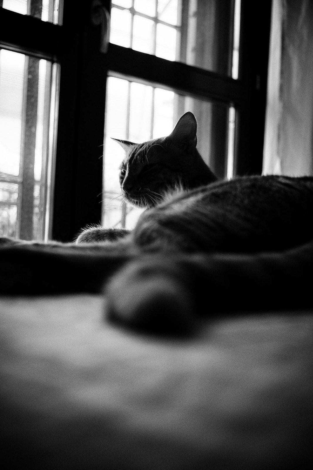 Un gatto controluce davanti alla finestra