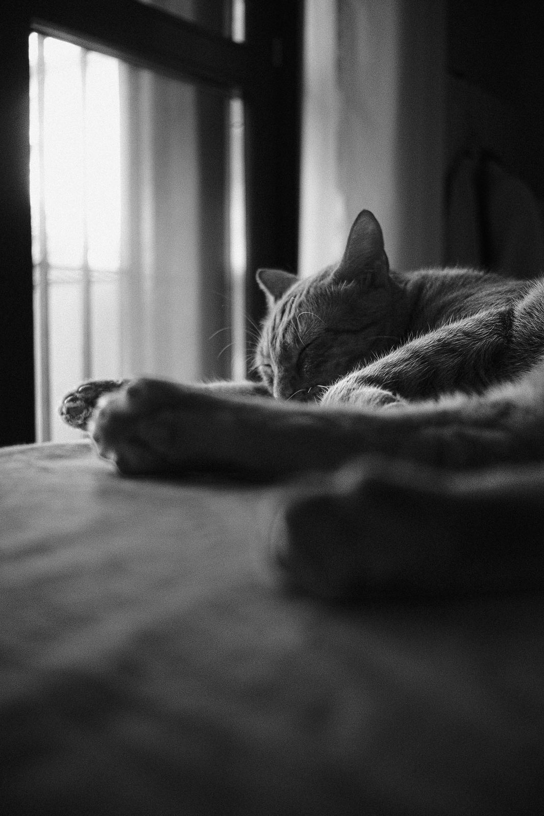 Un gatto che dorme vicino alla finestra