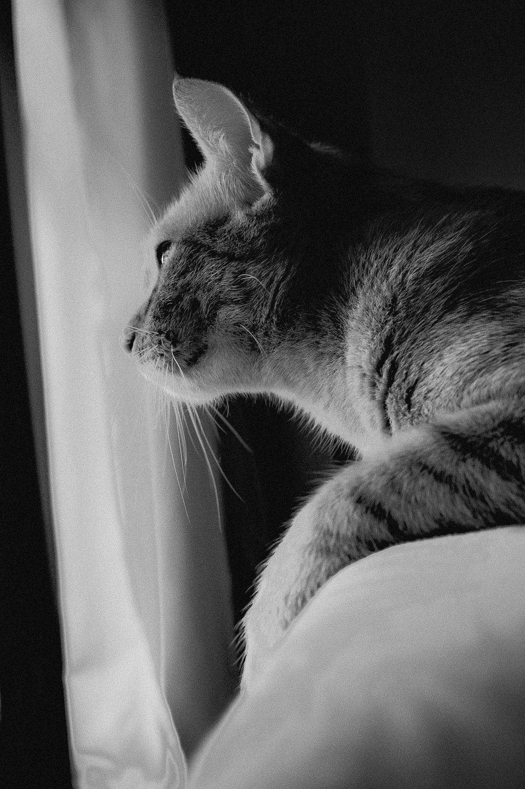 Un gatto guarda fuori dalla finestra tra le tende