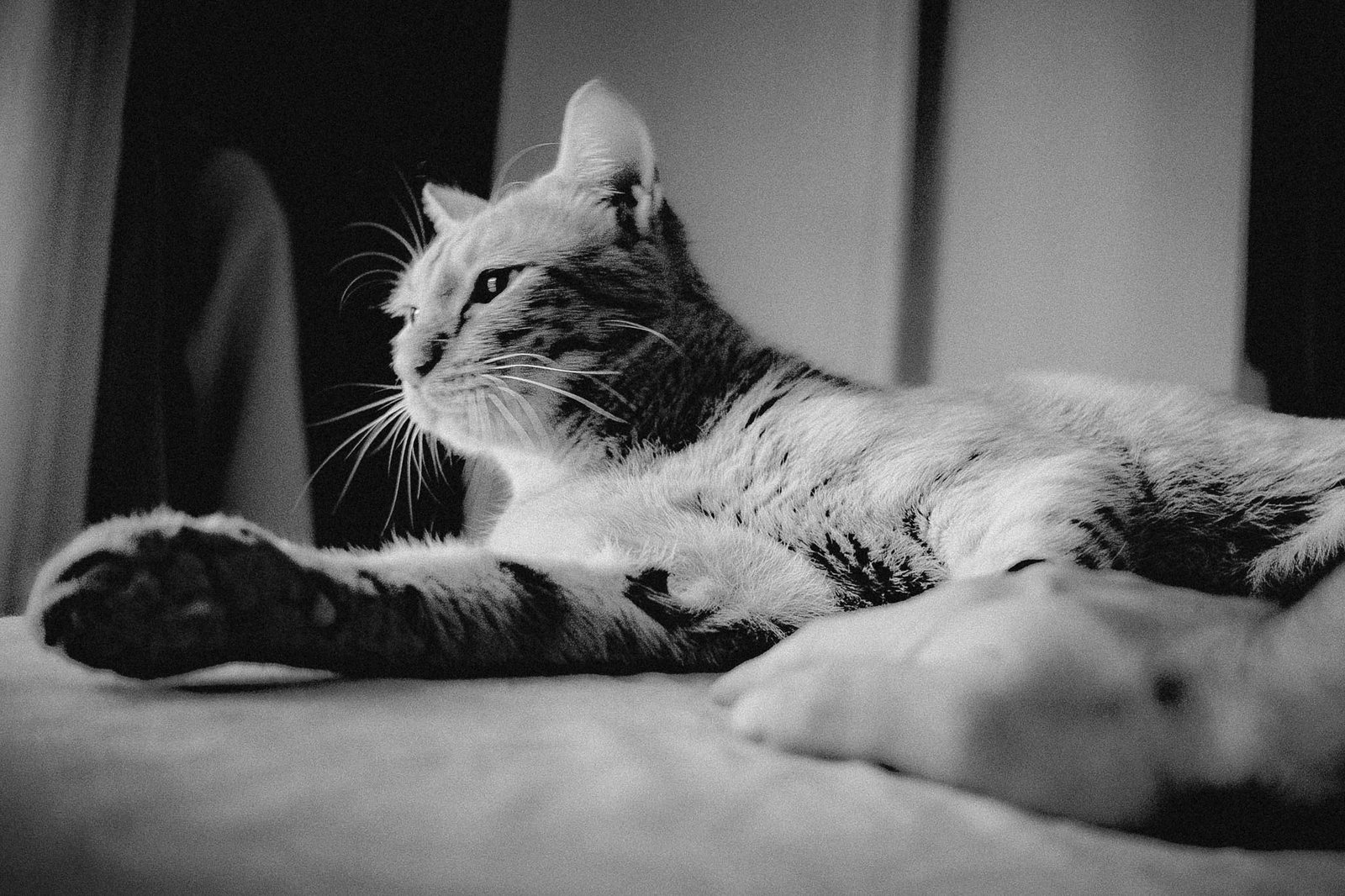 Un gatto sdraiato sul letto con la zampa allungata