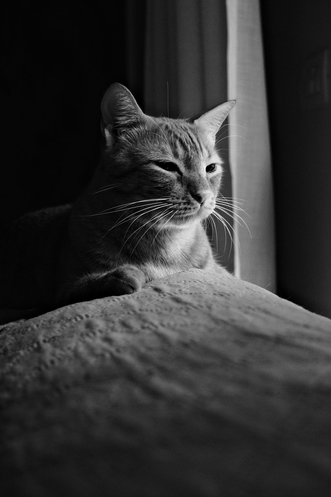 Un gatto bianco e nero