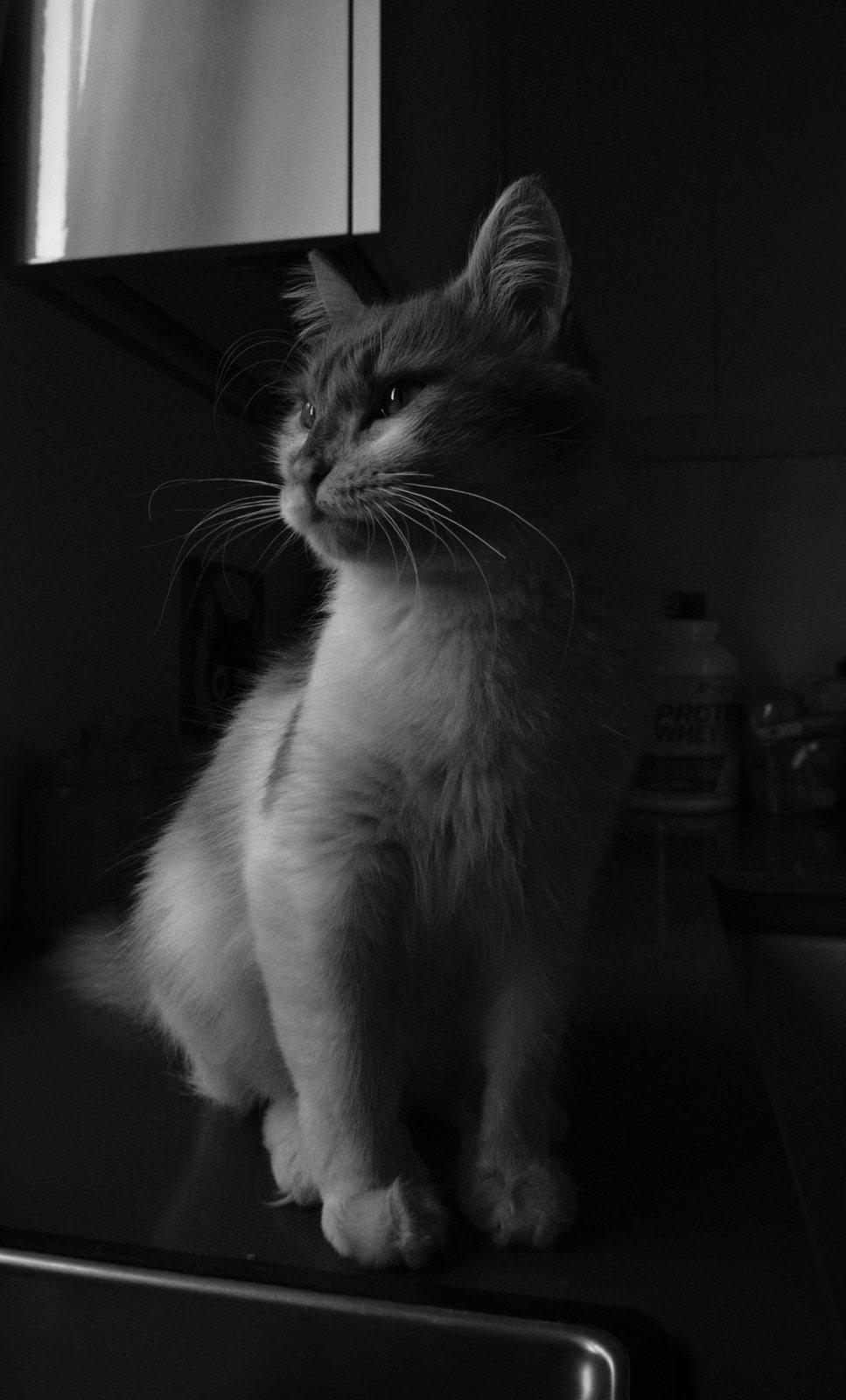 Un gatto seduto in cucina con la luce della sera